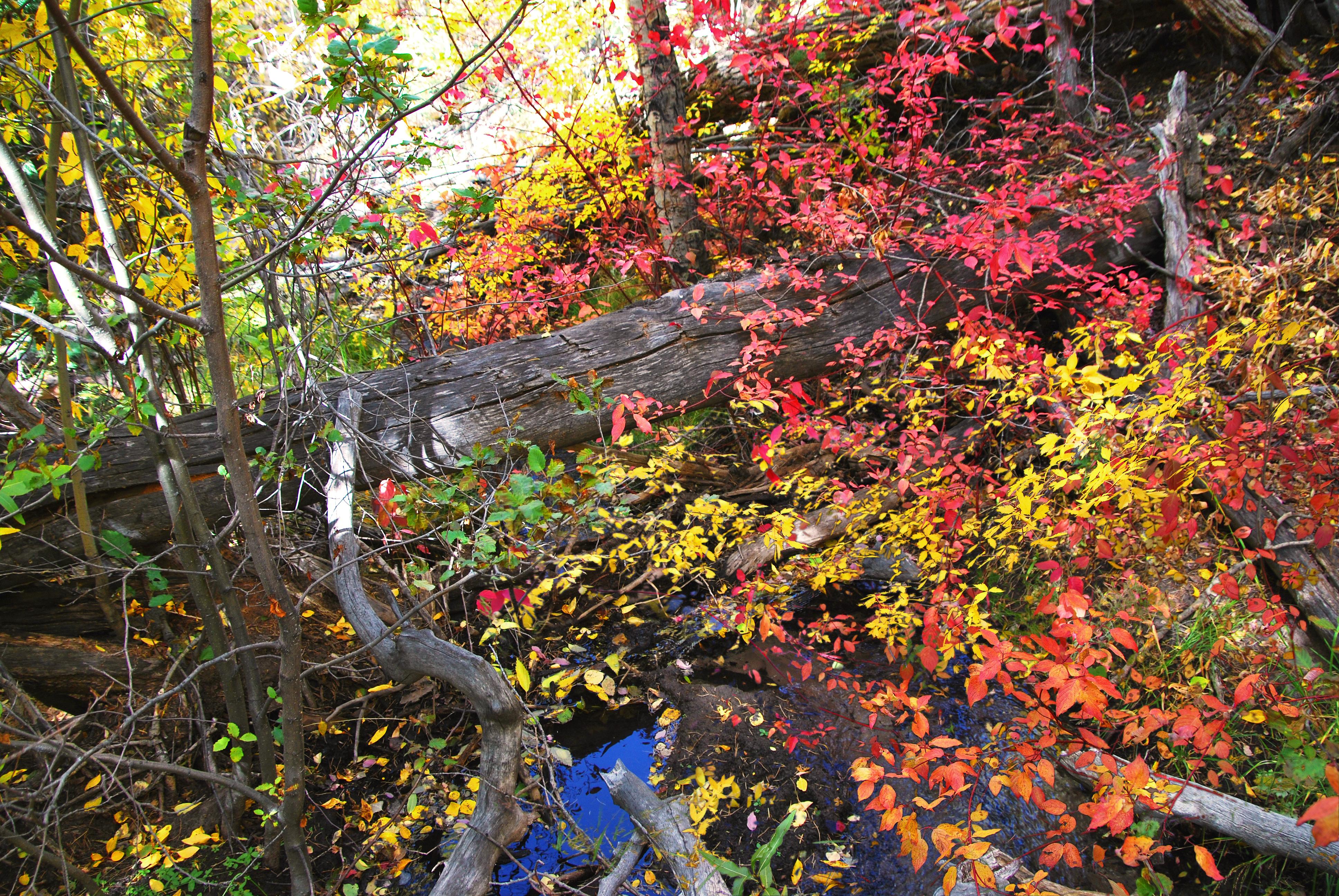 Autumn leaves and fallen tree trunks beside water in Medano Creek.