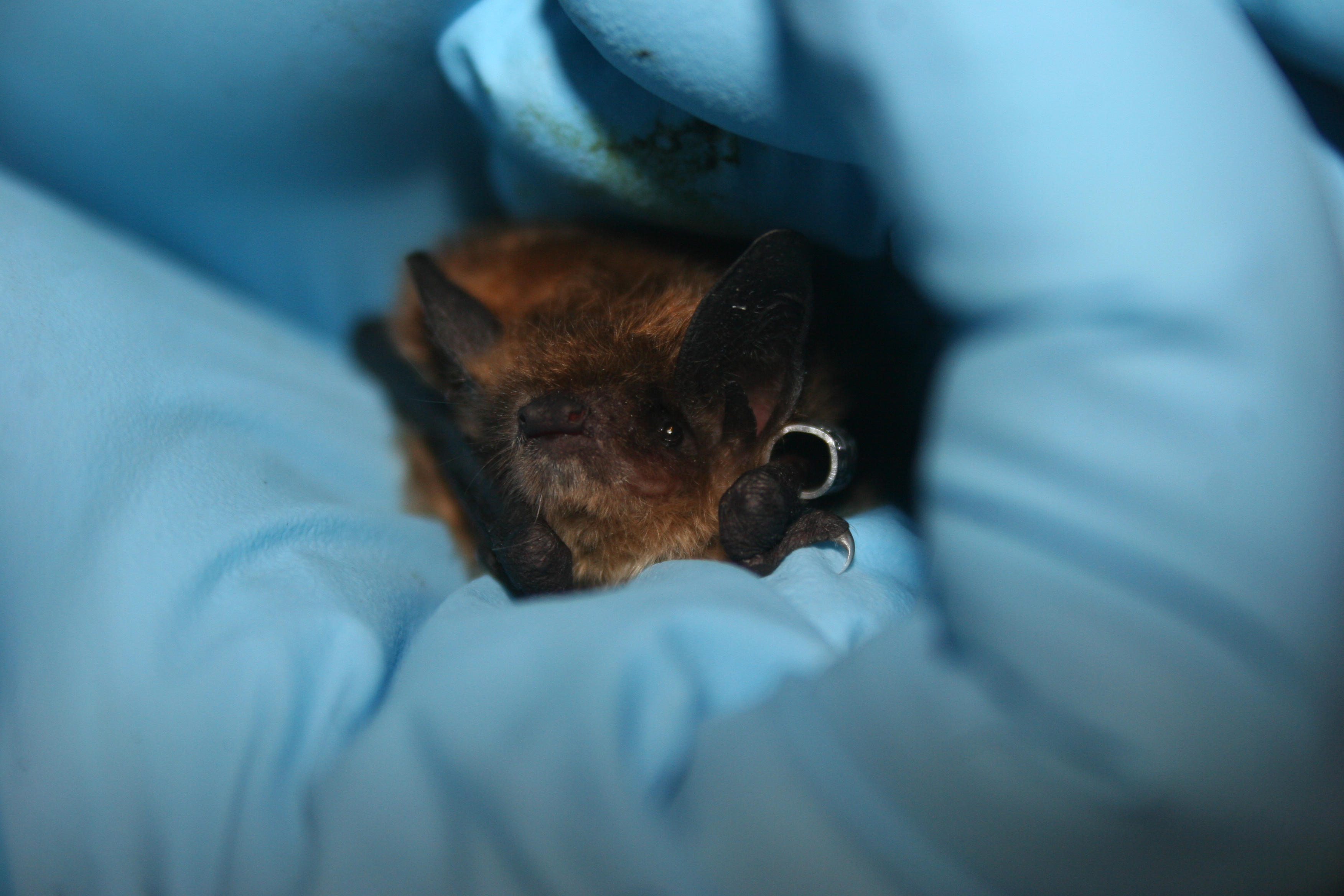 A little brown bat with an identification band on its wing, held in a gloved hand.