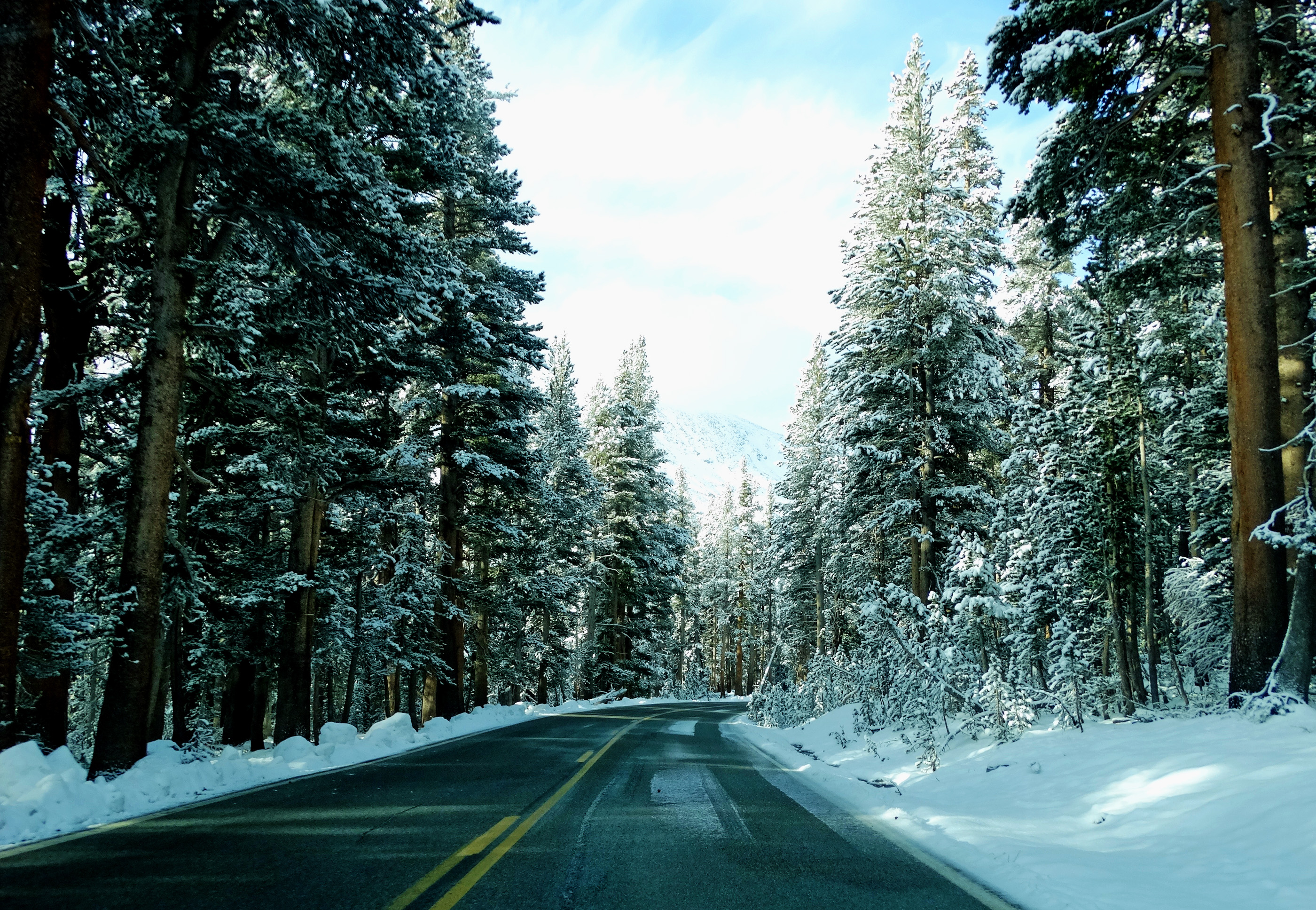 A snowy mountain road bordered by trees in Yosemite National Park.