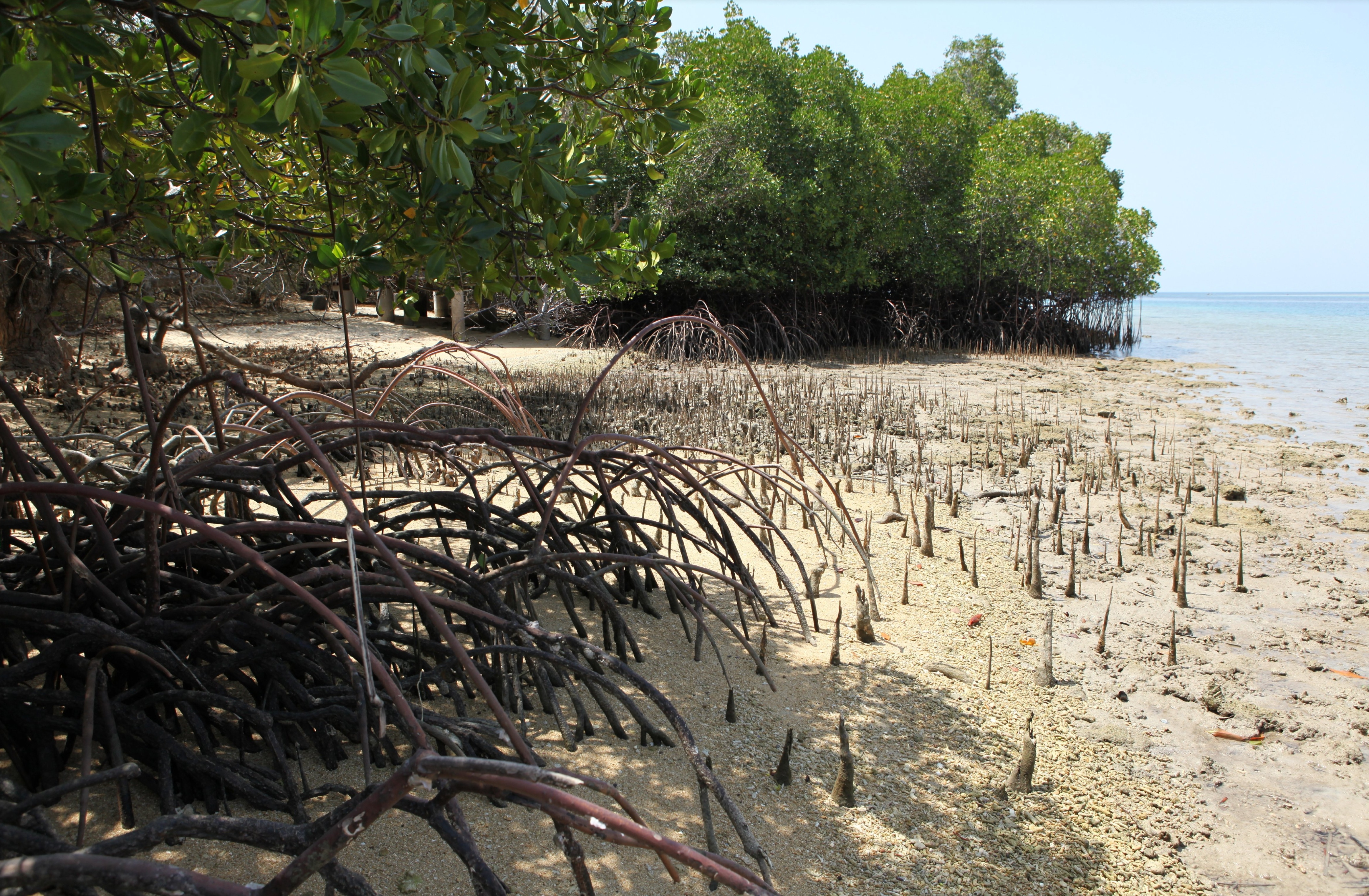 Mangrove roots and trees along a shallow shore in West Bali National Park.