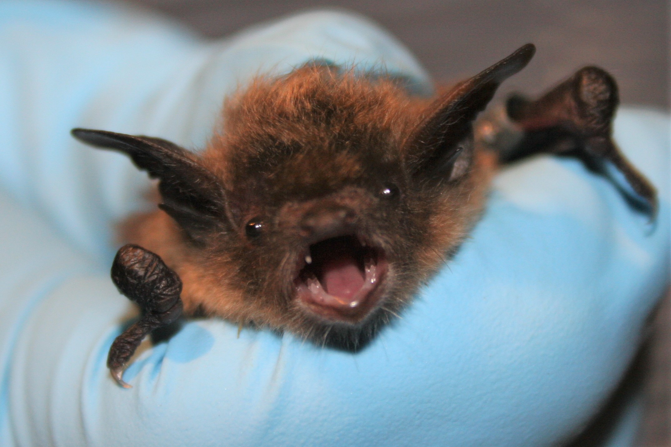 A biologist holds a small bat in gloved hands.